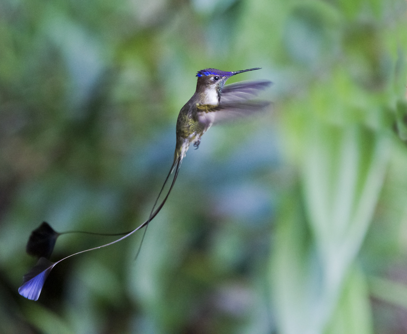 image Marvelous Spatuletail